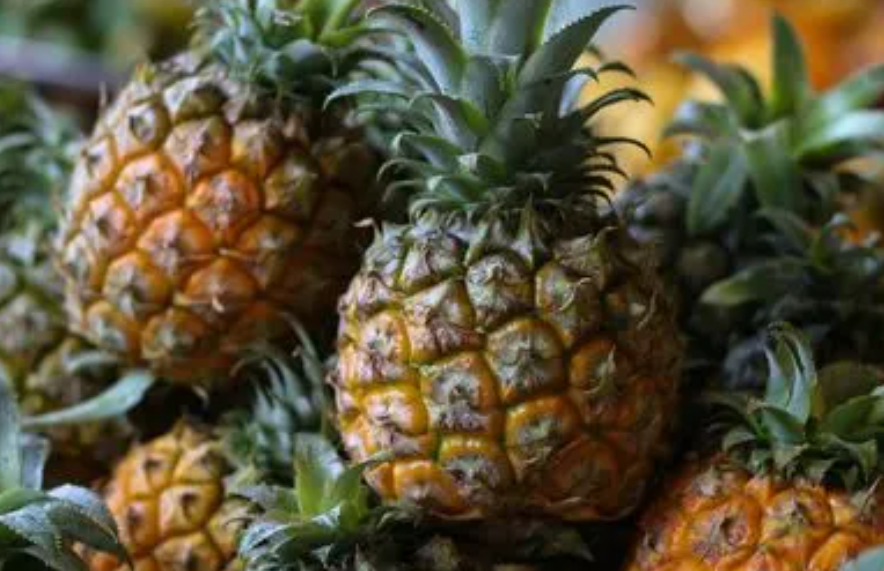 菠萝长在哪里树上还是地上