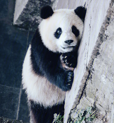 熊猫是素食动物还是肉食动物