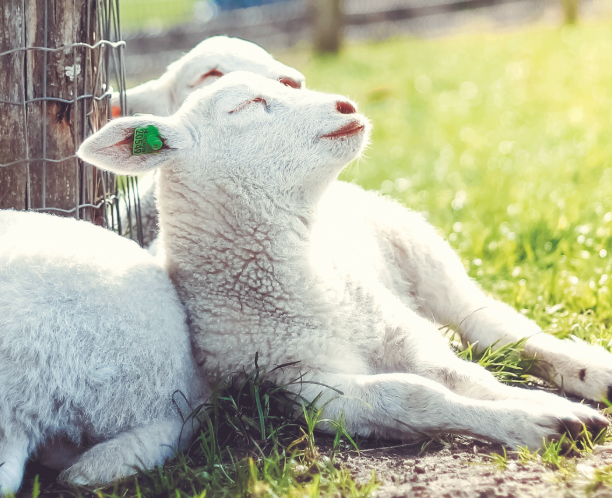 绵羊多少钱一斤