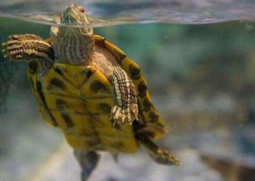 养龟的水可以浇花吗