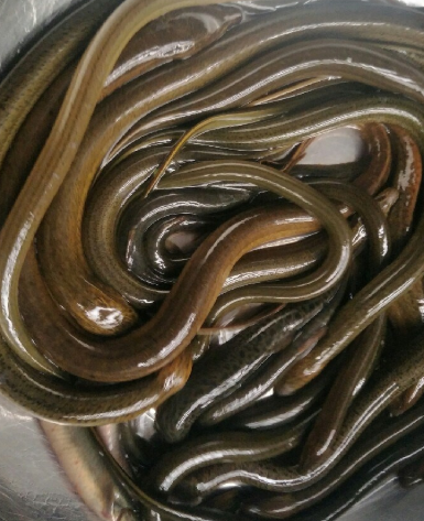 神奇黄鳝养殖技术