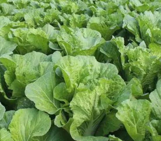 无土栽培的植物有哪些