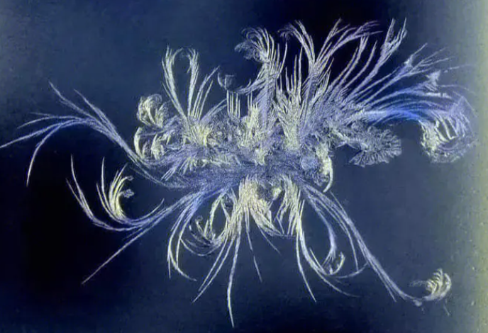 世界上花语最冷漠的花