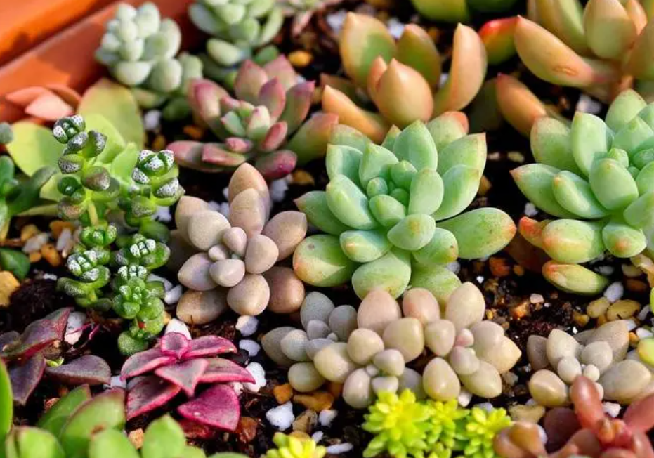 花期长好看又好养的花