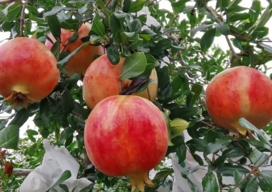 石榴产地在那里