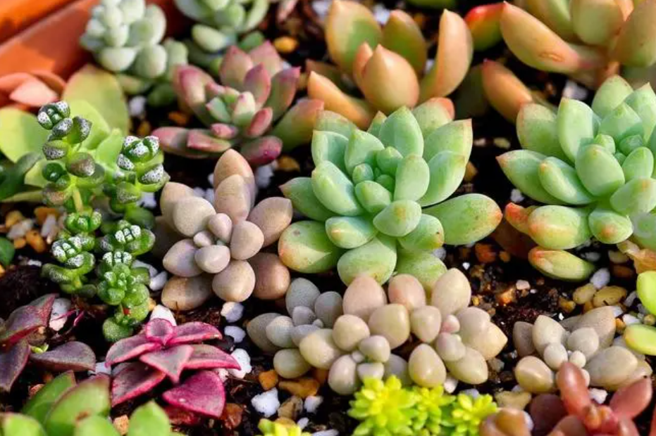 多肉植物怎么养