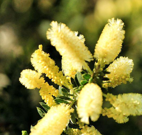 加拿大一枝黄花