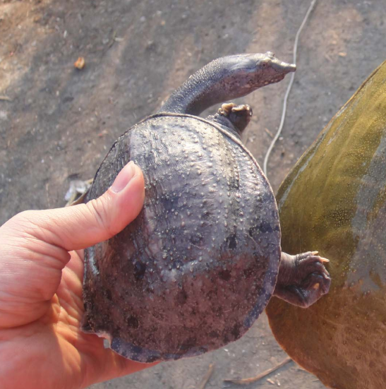 甲鱼多少钱一斤