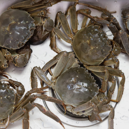 螃蟹为什么横着走