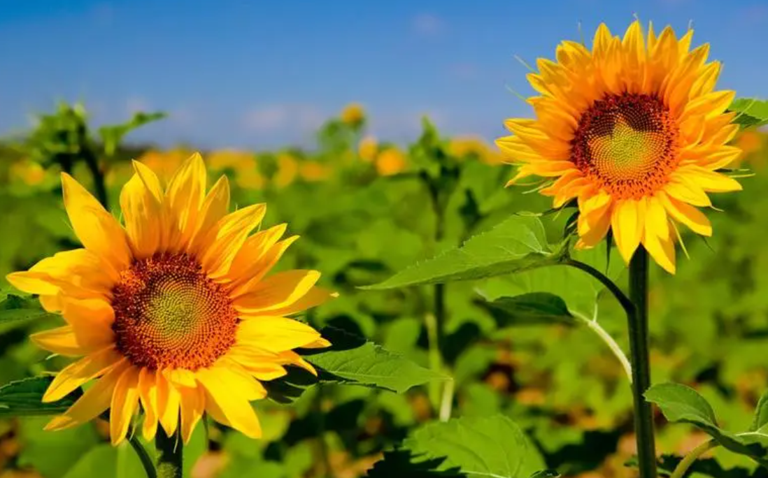 夏天的花有哪些