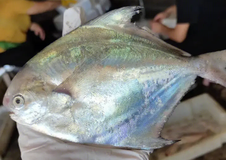 鲳鱼多少钱一斤