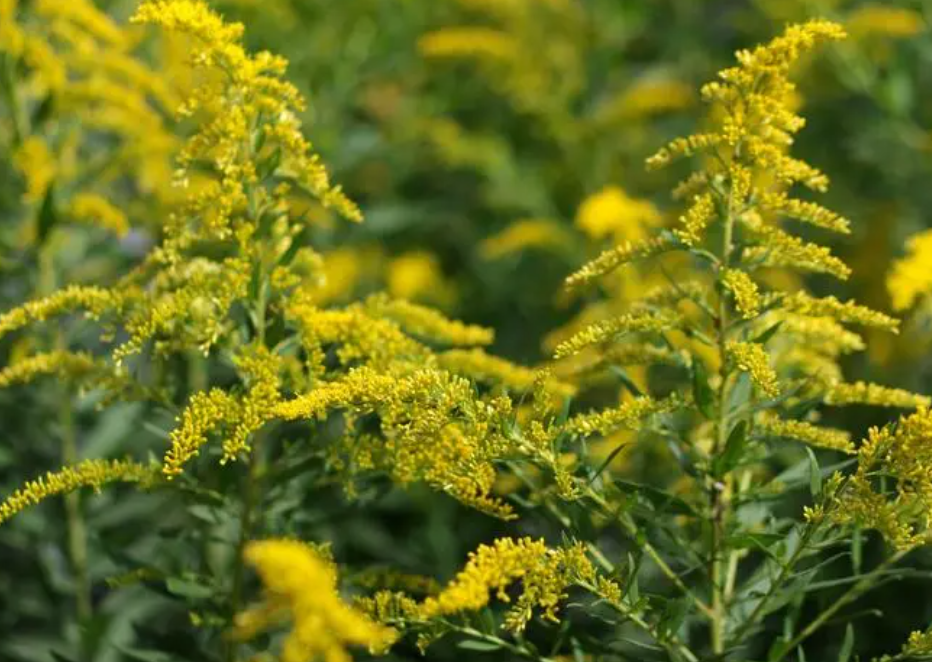 一枝黄花的危害
