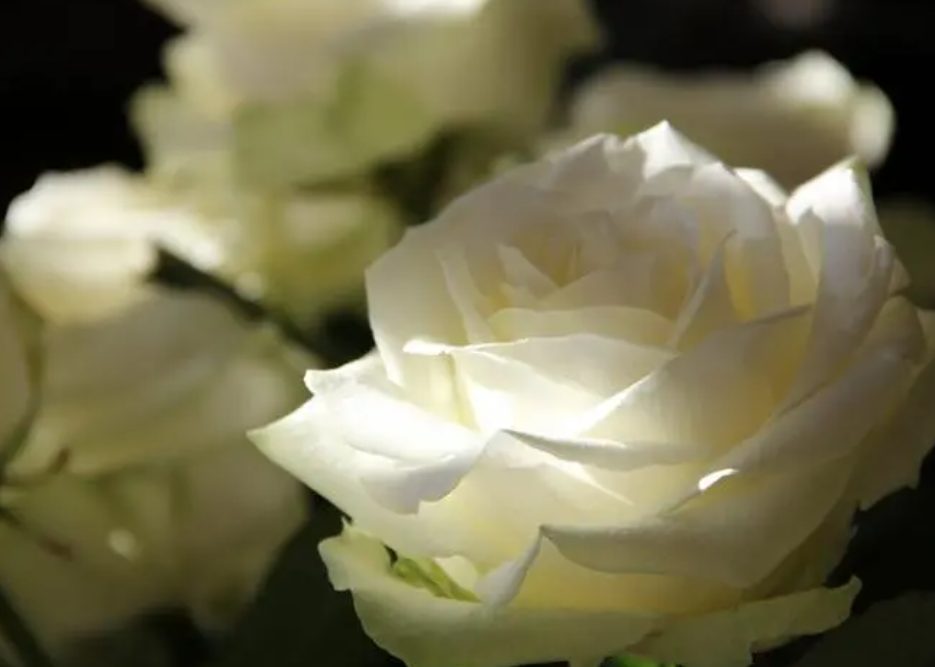 白玫瑰花语是什么