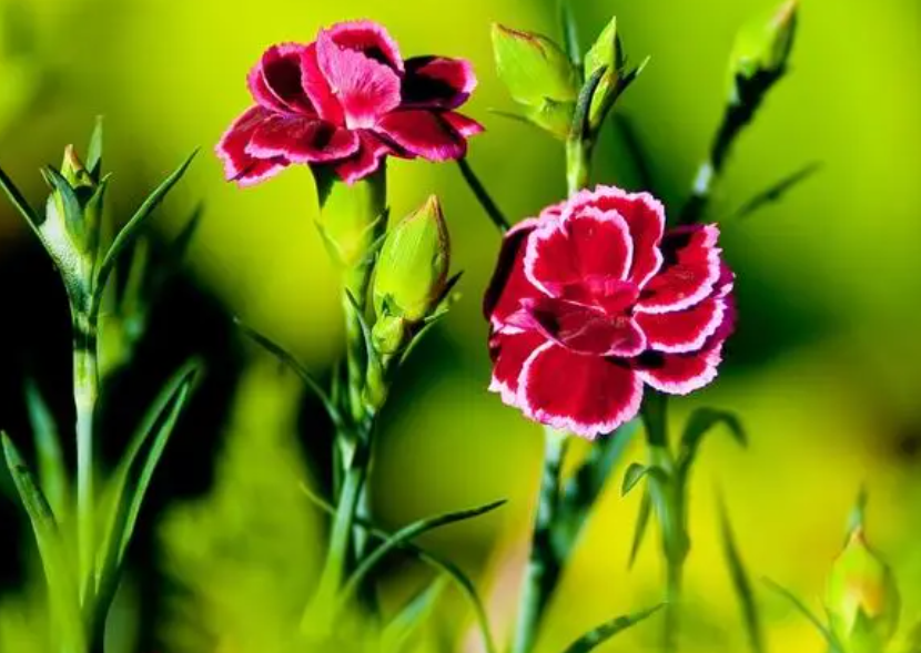 如何养康乃馨