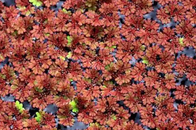 满江红是藻类还是蕨类植物