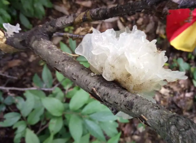 白木耳是银耳吗