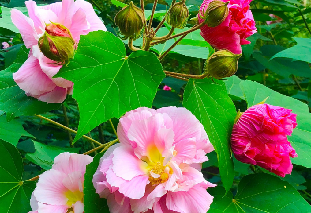 芙蓉花什么时候开