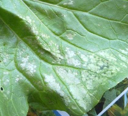 白菜霜霉病