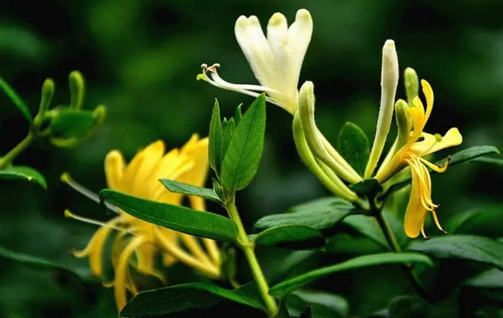 秋天开花的植物