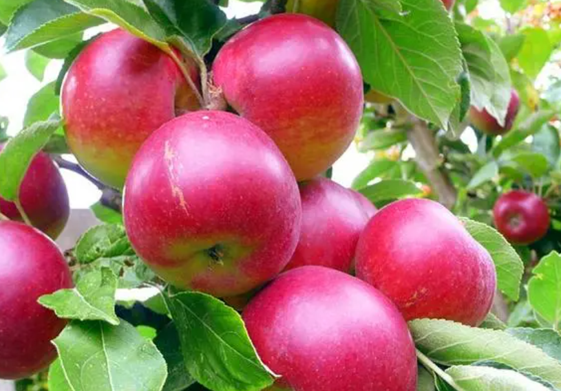 苹果的生长过程