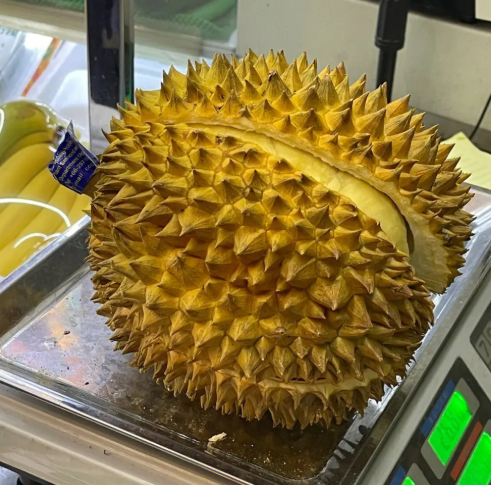 榴莲是什么植物