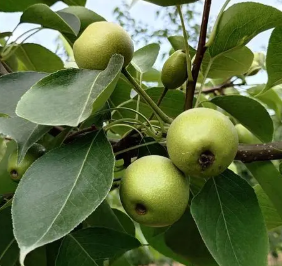 梨树出现二次开花