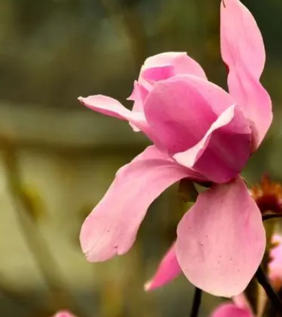 辛夷花是指什么花