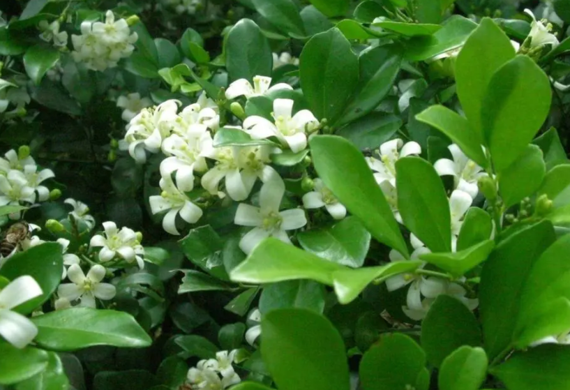 九里香的养殖方法和注意事项