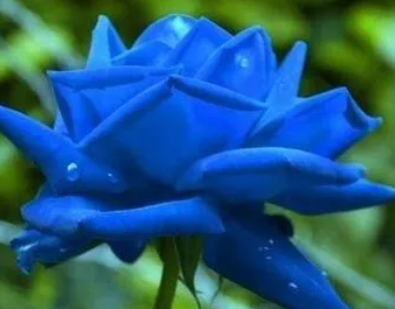 属蛇适合种什么花