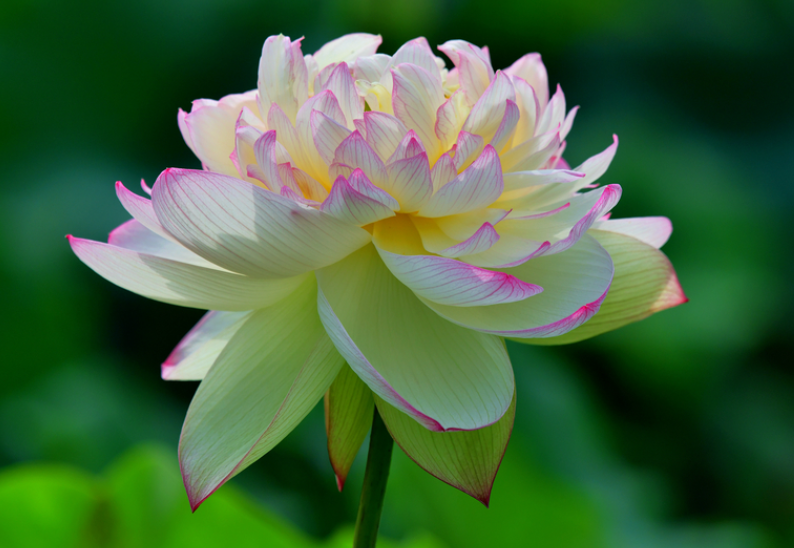 荷花什么时候开花