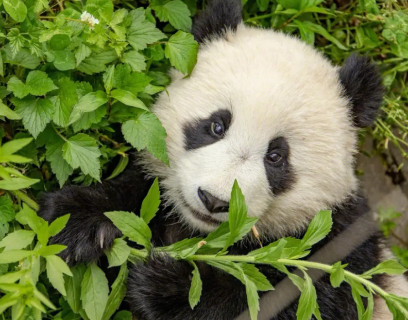 熊猫的寿命