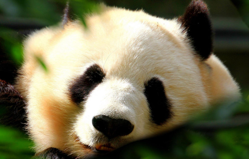 熊猫的特点