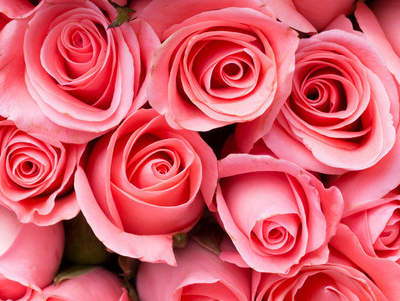 粉色玫瑰花代表什么意思