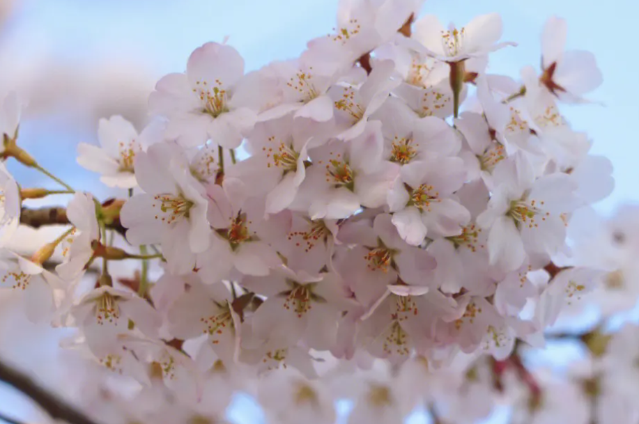 春天的花有哪些