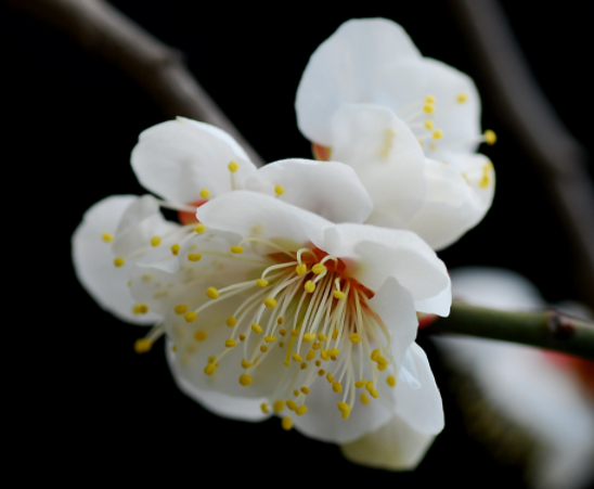 年后适合种什么花