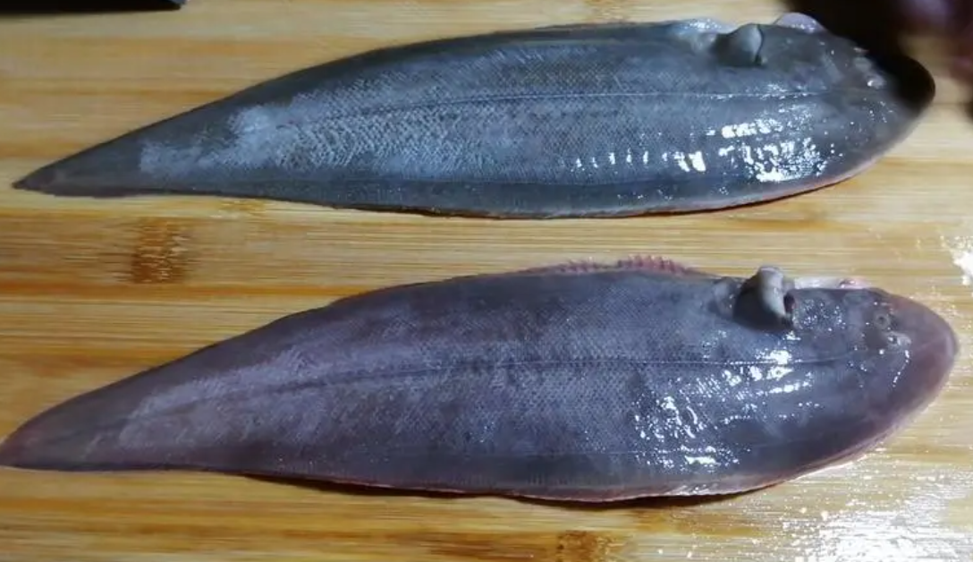 龙利鱼是什么鱼