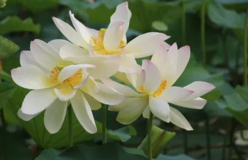 荷花什么时候开