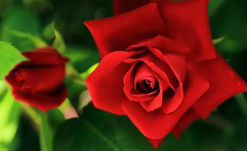 红玫瑰的花语