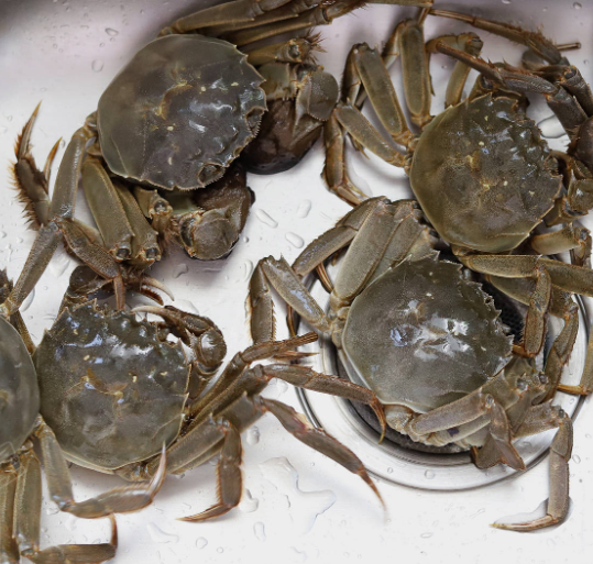 螃蟹怎么清洗和处理