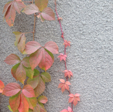 爬山虎植物图片