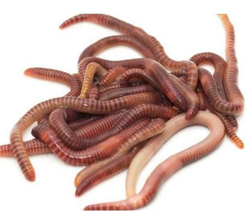 蚯蚓养殖技术