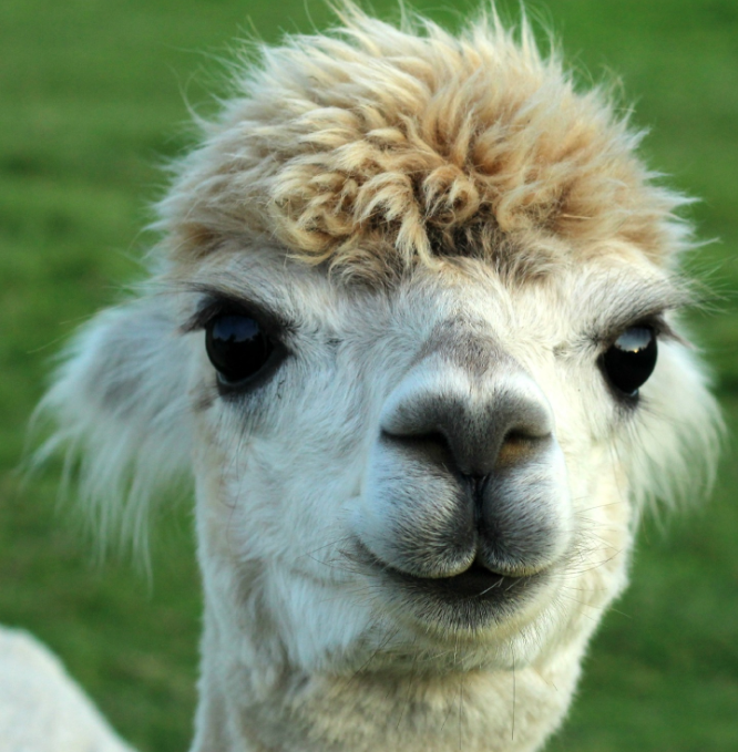 羊驼为什么吐口水