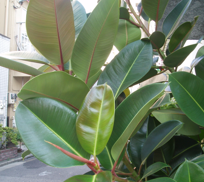 植物的生长过程