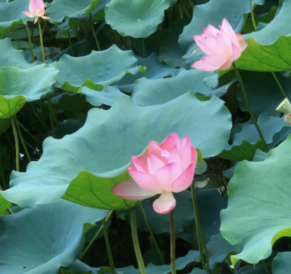 荷花是什么时候开