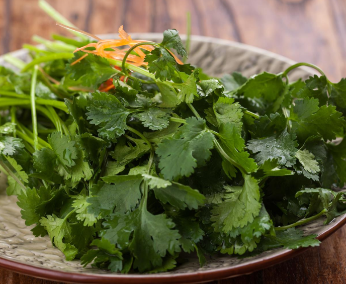 香菜的种植方法