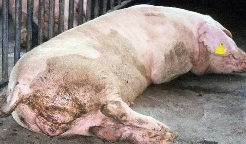 猪传染性胃肠炎