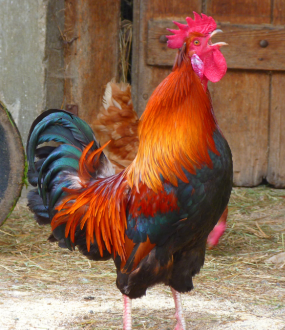 公鸡为什么打鸣