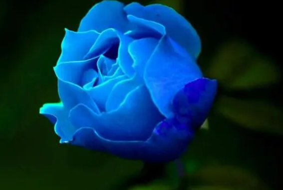 蓝色妖姬玫瑰花是怎样变成蓝色的