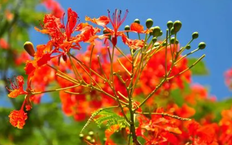 凤凰花开的时候