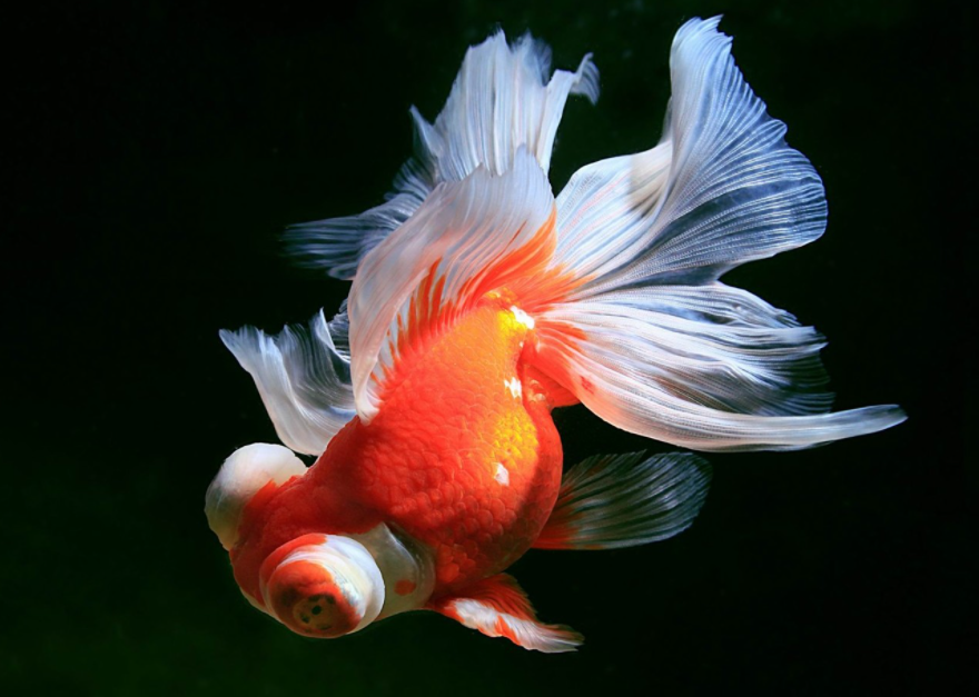 金鱼的记忆真的只有7秒吗